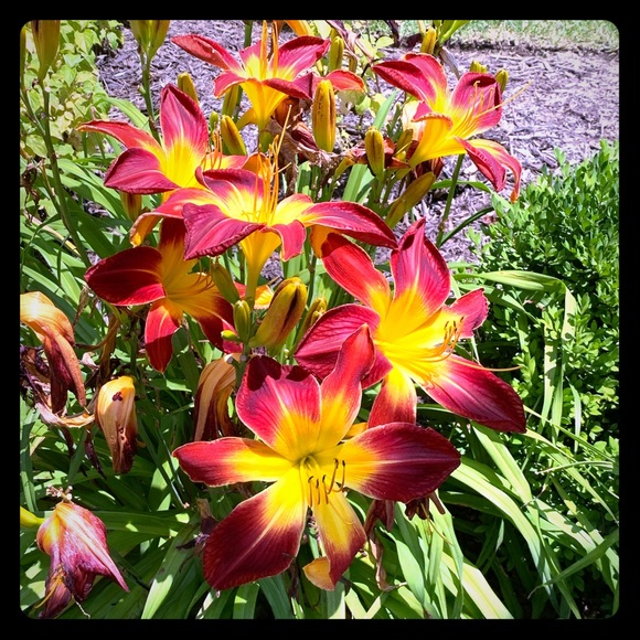 Meet your Posher, Jamie t. - Picture 1 of 1